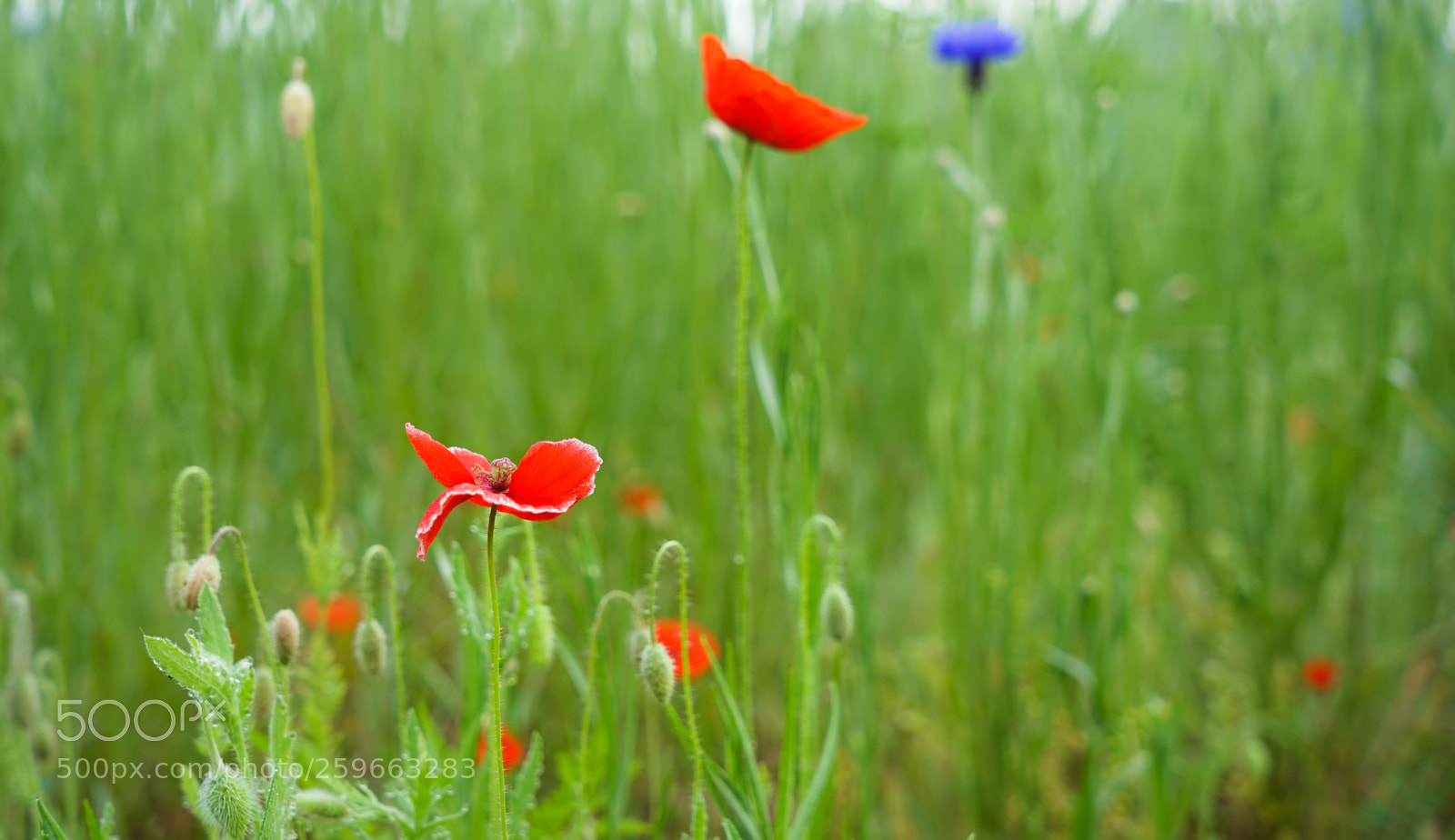 Sony a7 II sample photo. Dsc photography