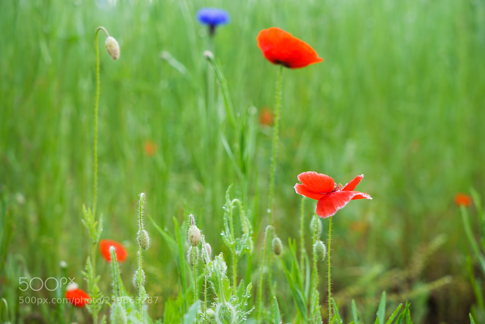 Sony a7 II sample photo. Dsc photography