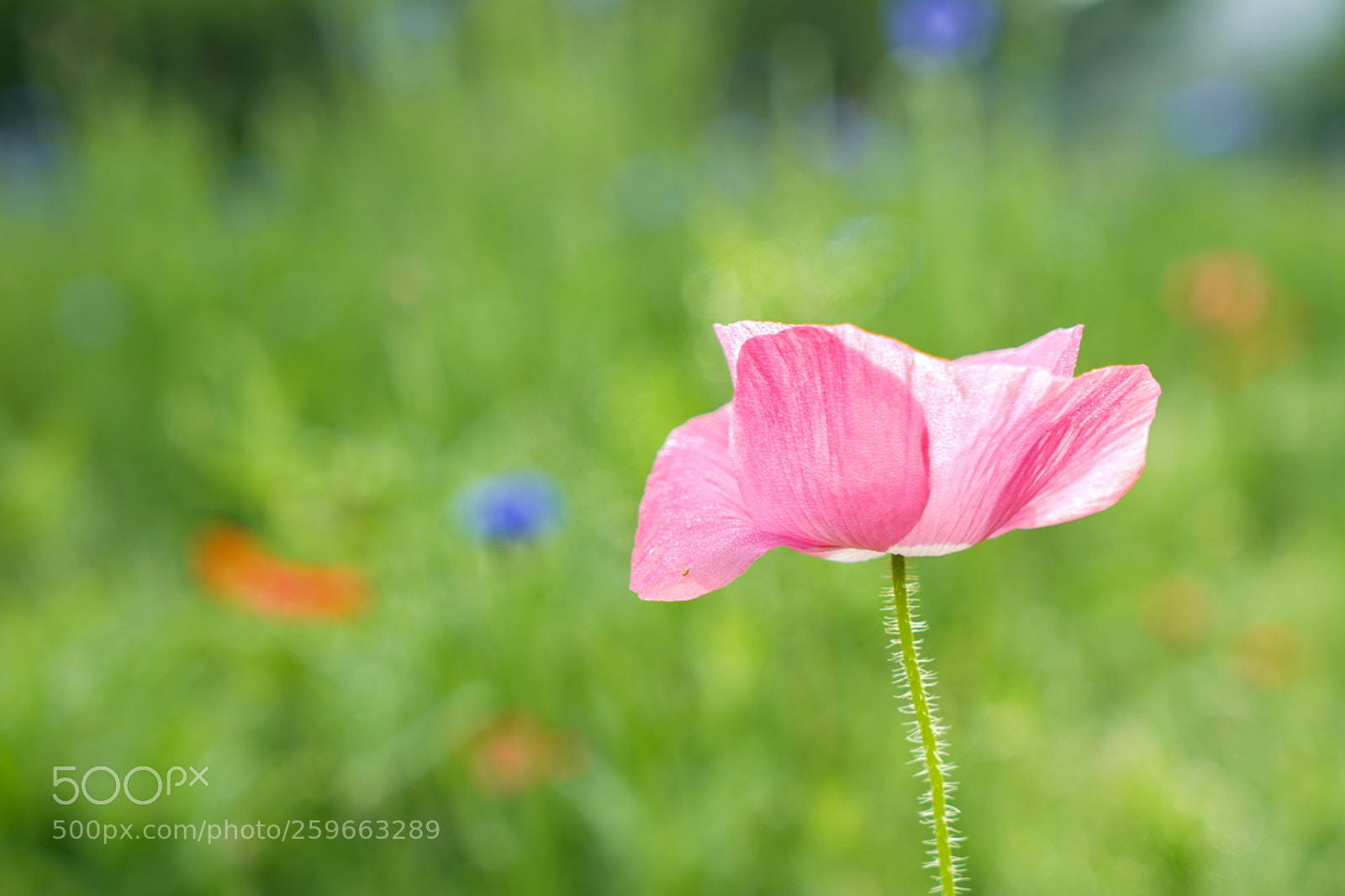 Sony a7 II sample photo. Dsc photography