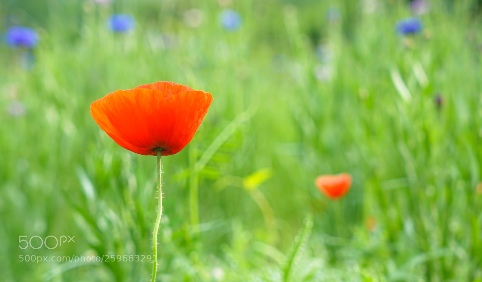 Sony a7 II sample photo. Dsc photography