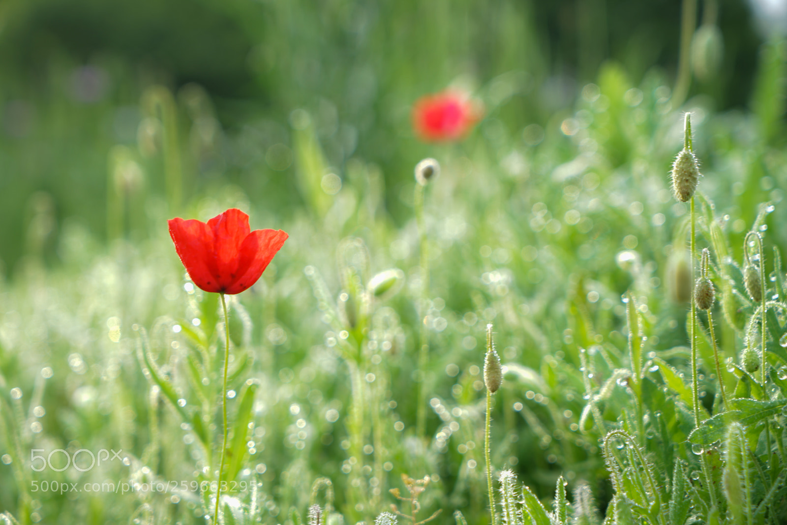 Sony a7 II sample photo. Dsc photography