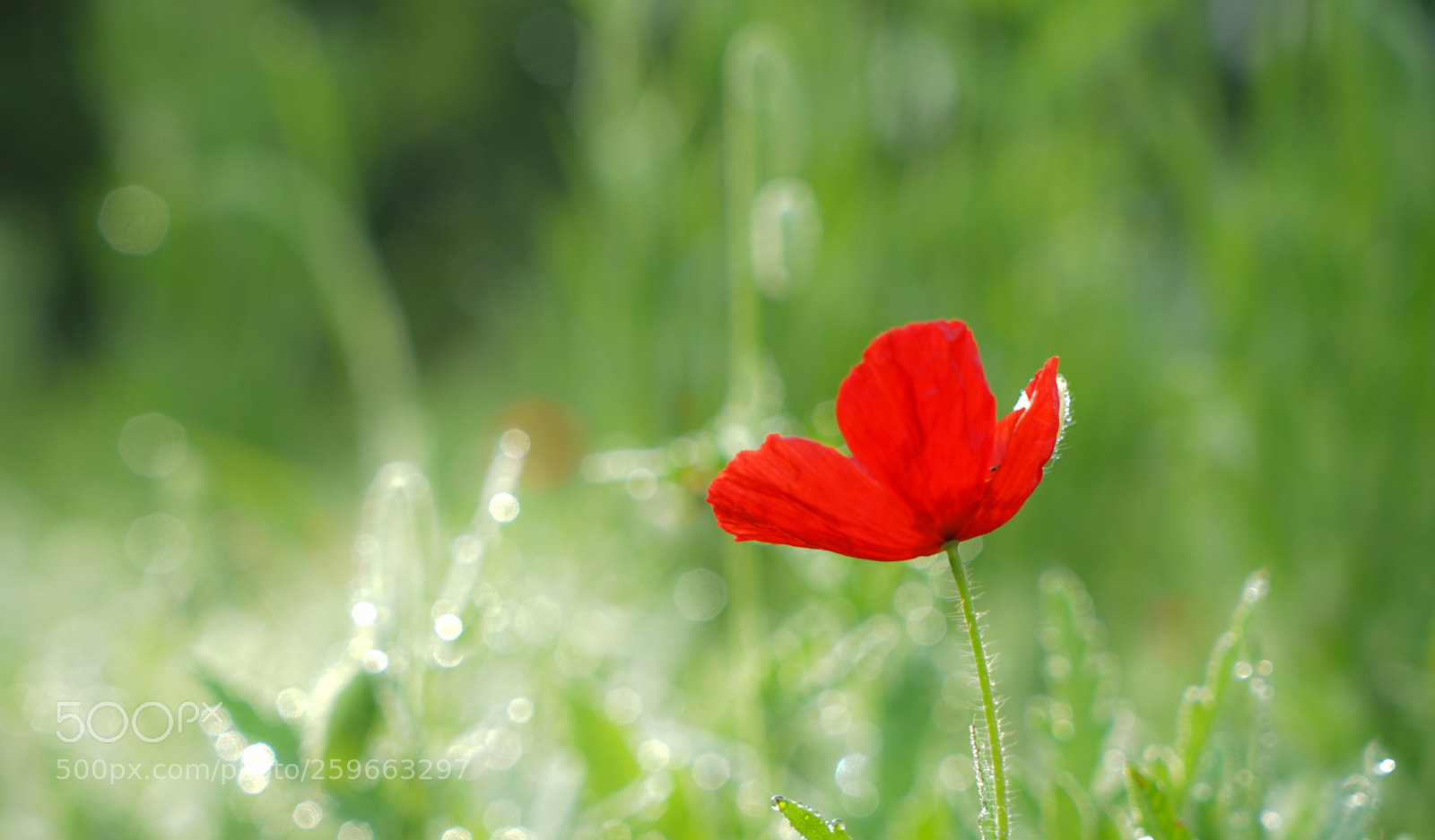 Sony a7 II sample photo. Dsc photography