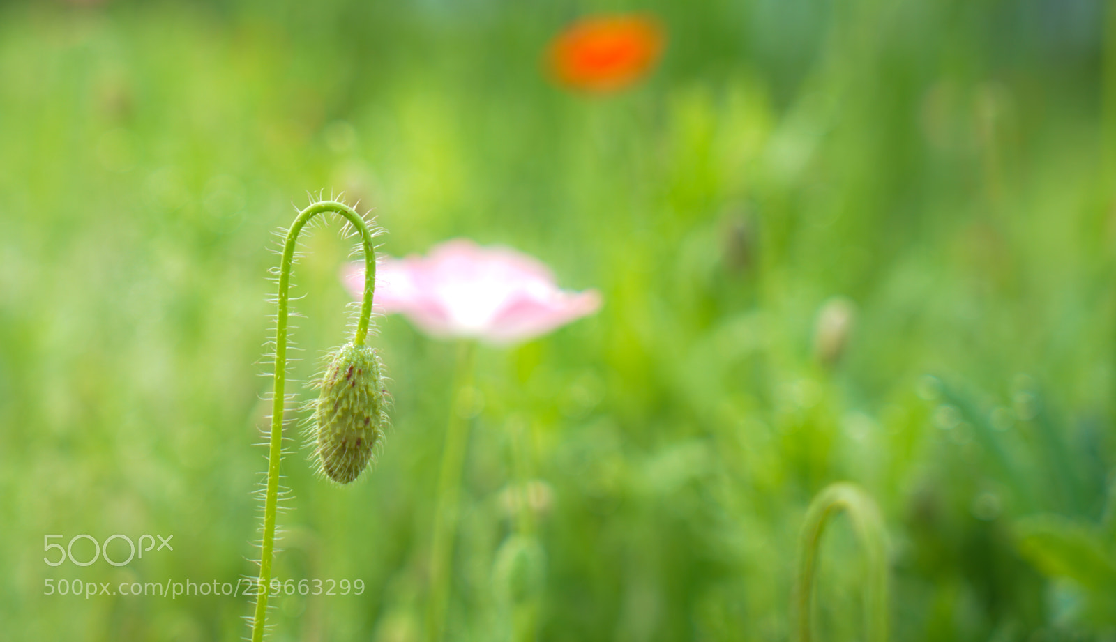 Sony a7 II sample photo. Dsc photography