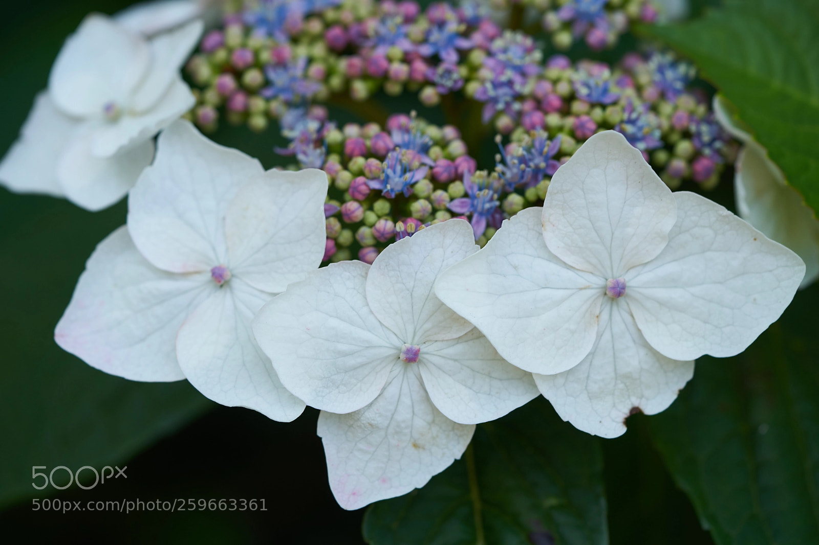 Sony a7 sample photo. Flowers 6664 photography