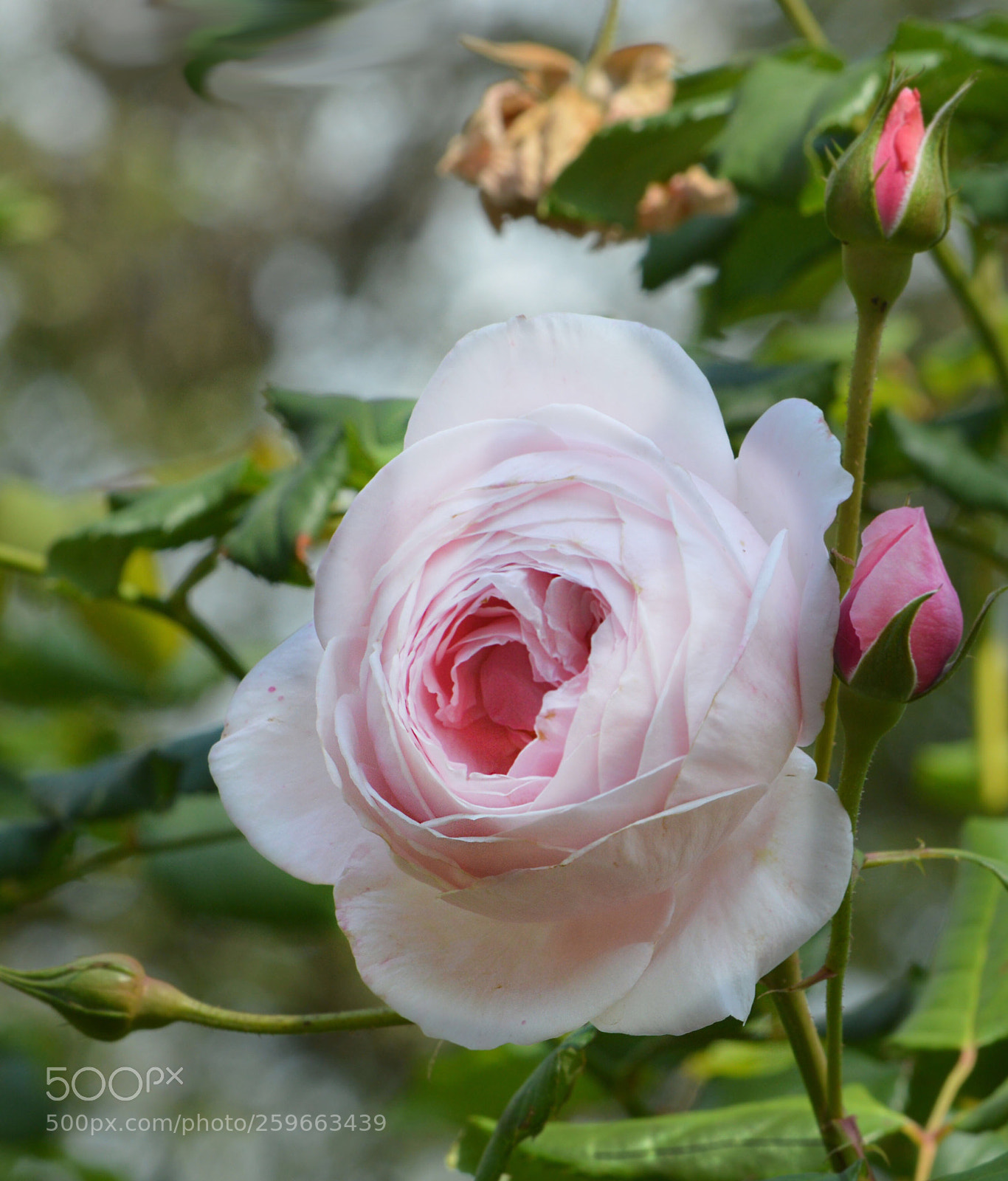 Nikon D3200 sample photo. Blushing rose  photography