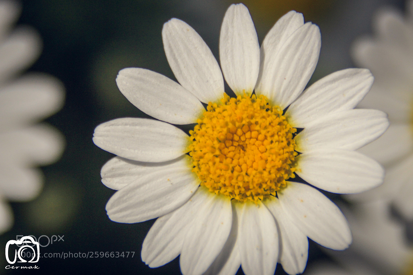 Canon EOS 700D (EOS Rebel T5i / EOS Kiss X7i) sample photo. Flowers photography