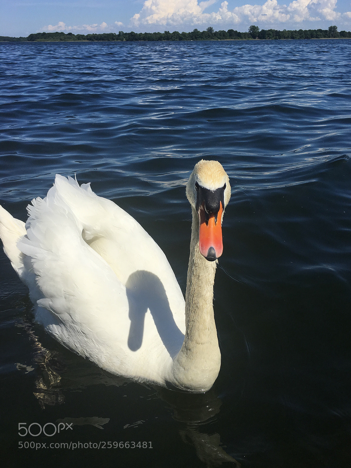 Apple iPhone 6s Plus sample photo. Swan photography