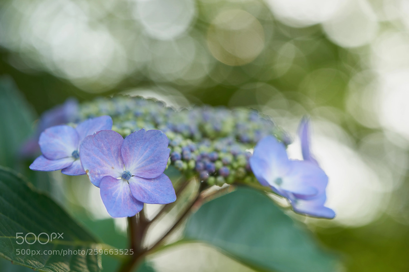 Sony a7 sample photo. Flowers 6666 photography