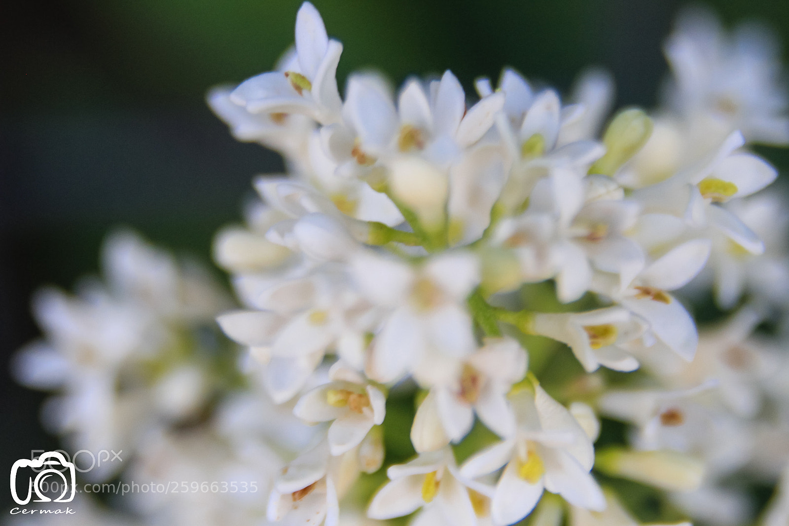 Canon EOS 700D (EOS Rebel T5i / EOS Kiss X7i) sample photo. Flowers photography