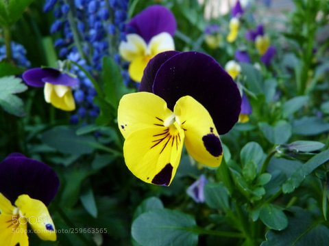 Panasonic Lumix DMC-FZ28 sample photo. Spotted violet photography