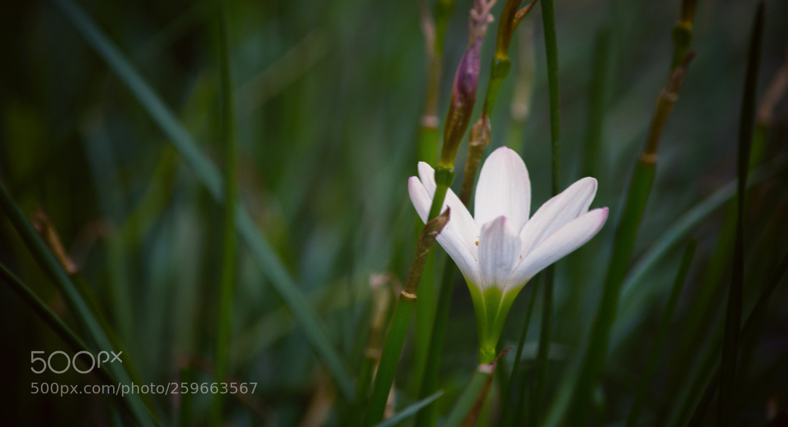 Nikon D3200 sample photo. Macro photography