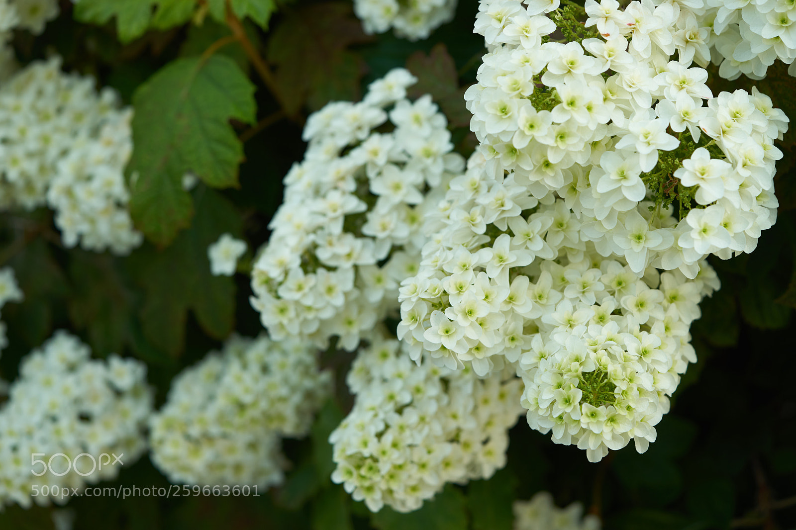 Sony a7 sample photo. Flowers 6667 photography
