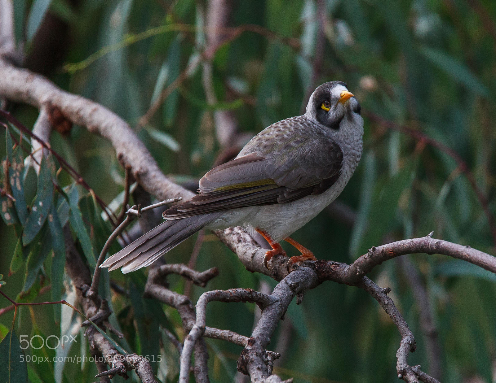 Canon EOS 5D Mark II sample photo. Who are you calling photography