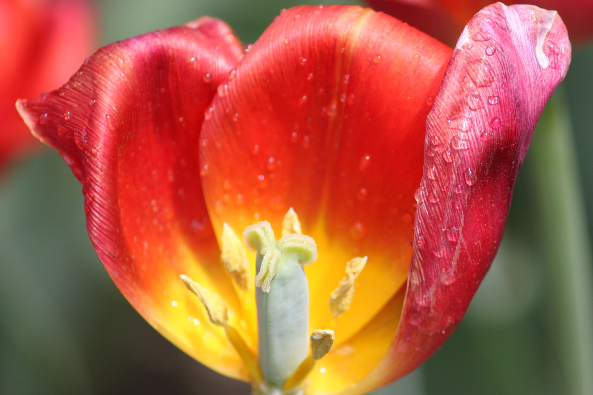 Canon EF-S 55-250mm F4-5.6 IS sample photo. Img photography