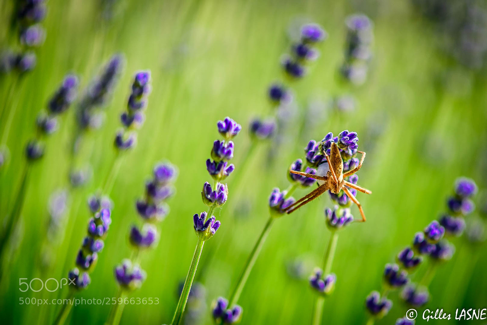 Nikon D750 sample photo. Lavande photography