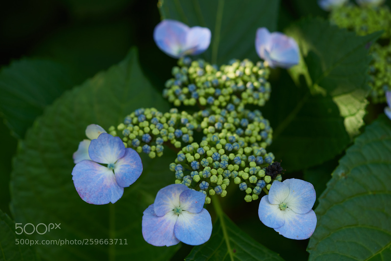 Sony a7 sample photo. Flowers 6668 photography