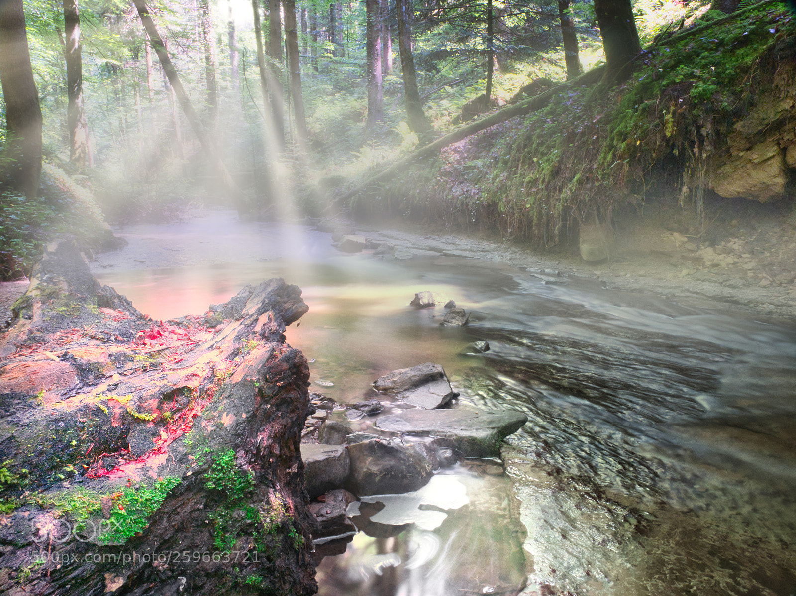 Panasonic Lumix DC-GH5 sample photo. River in forest photography
