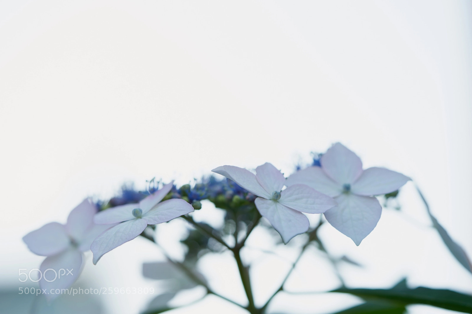 Sony a7 sample photo. Flowers 6669 photography