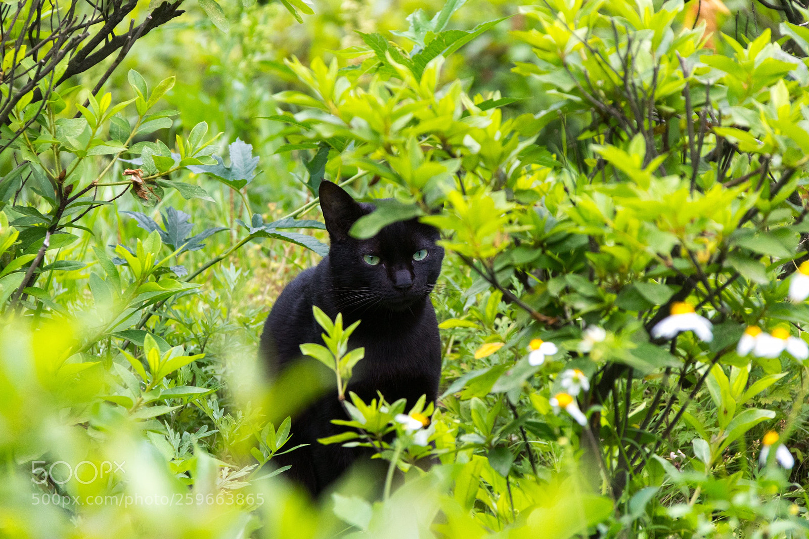 Canon EOS 80D sample photo. 小黑猫 photography