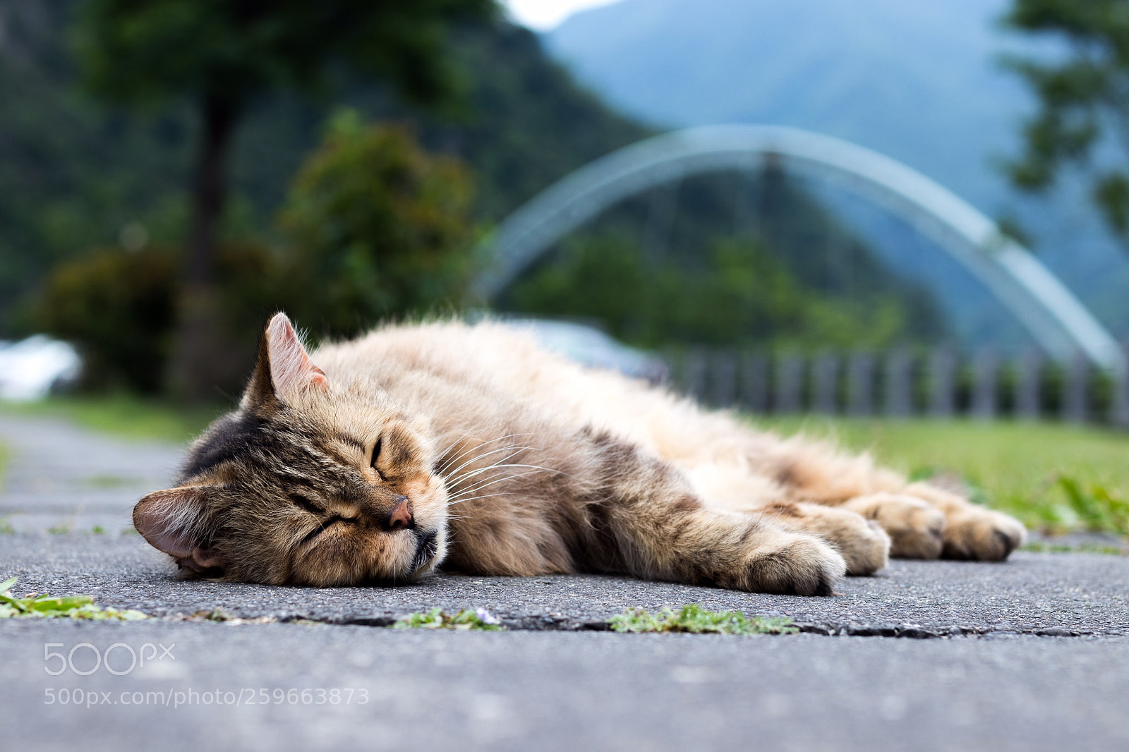 Canon EOS 80D sample photo. 懒猫 photography