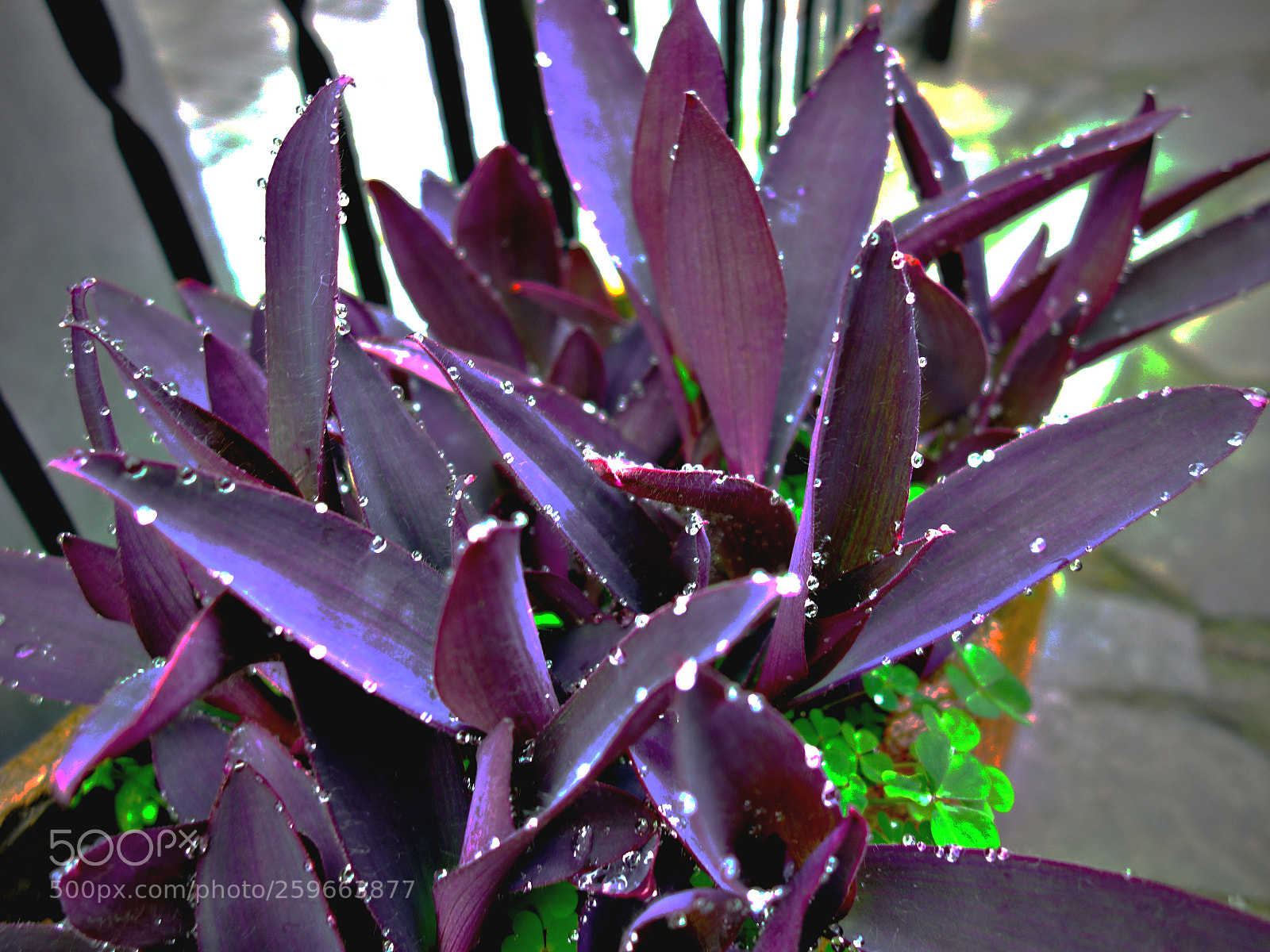 Sony Cyber-shot DSC-RX100 sample photo. Gocce su pianta miseria photography