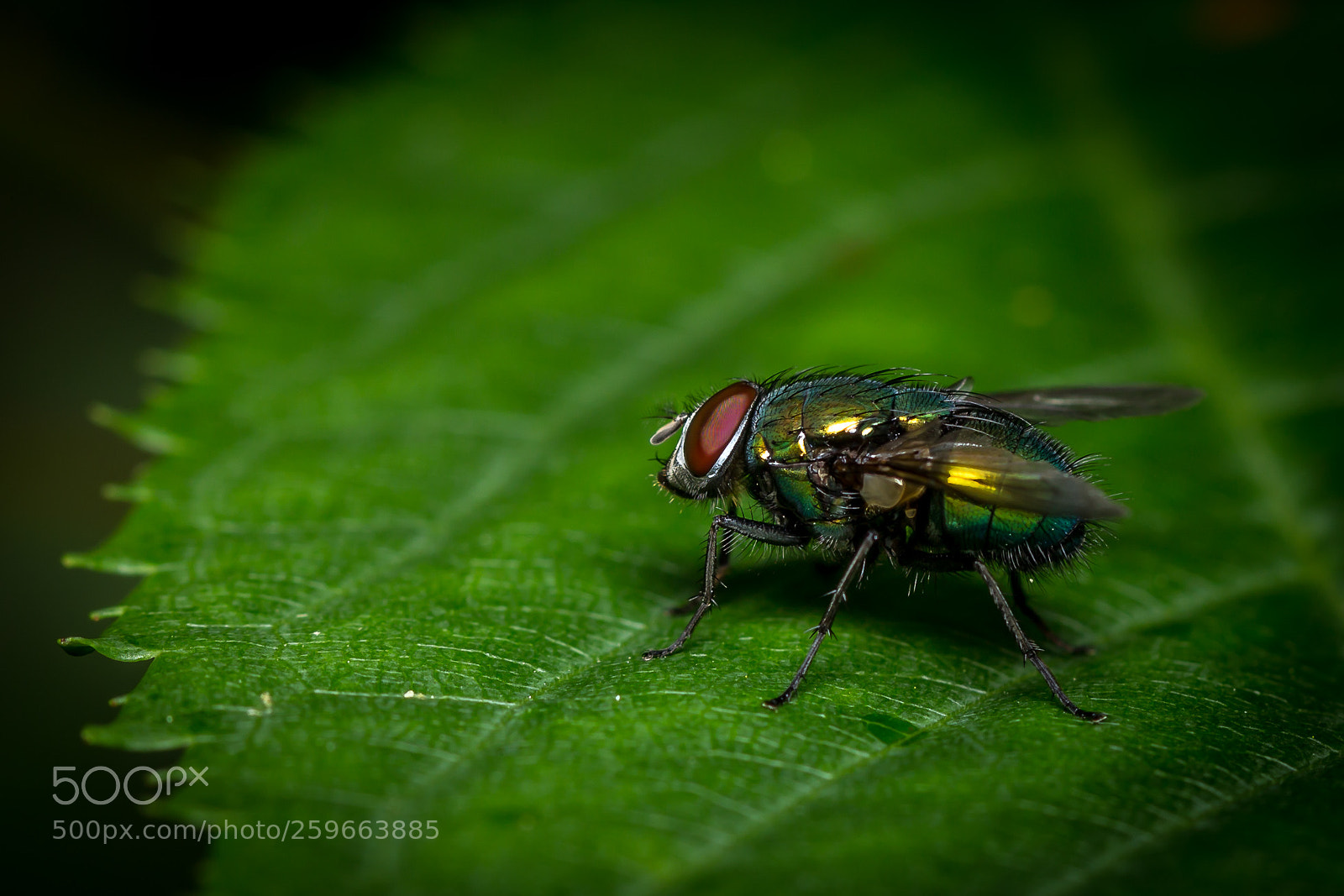 Canon EOS 60D sample photo. Goldfliege photography