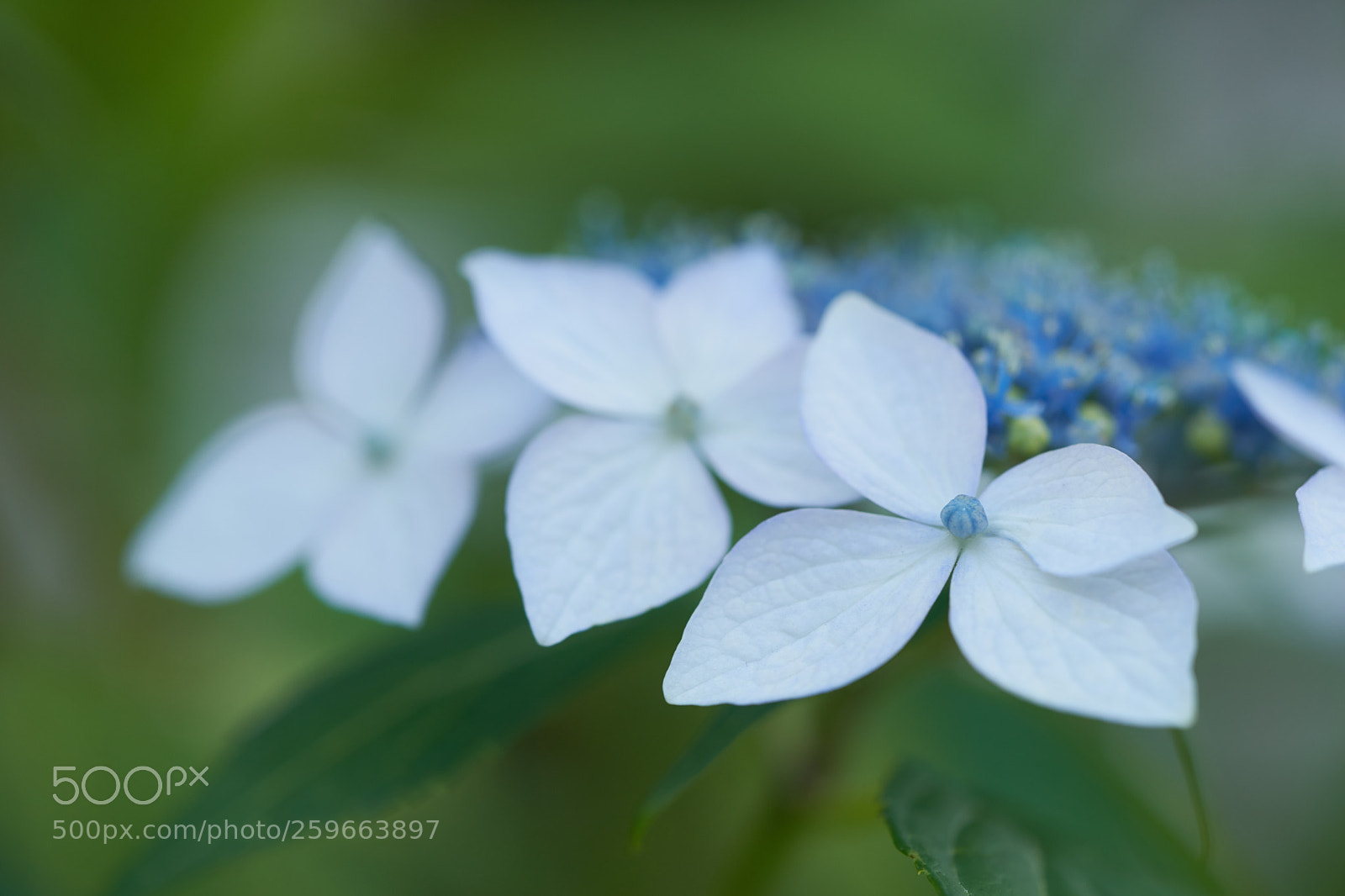 Sony a7 sample photo. Flowers 6670 photography
