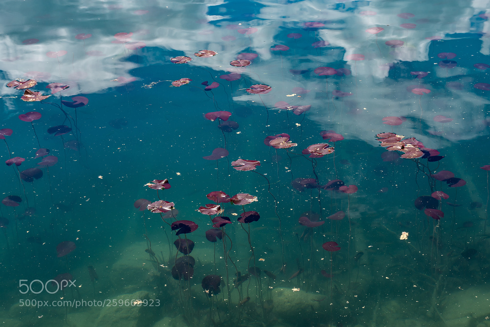 Nikon D7200 sample photo. Underwater photography