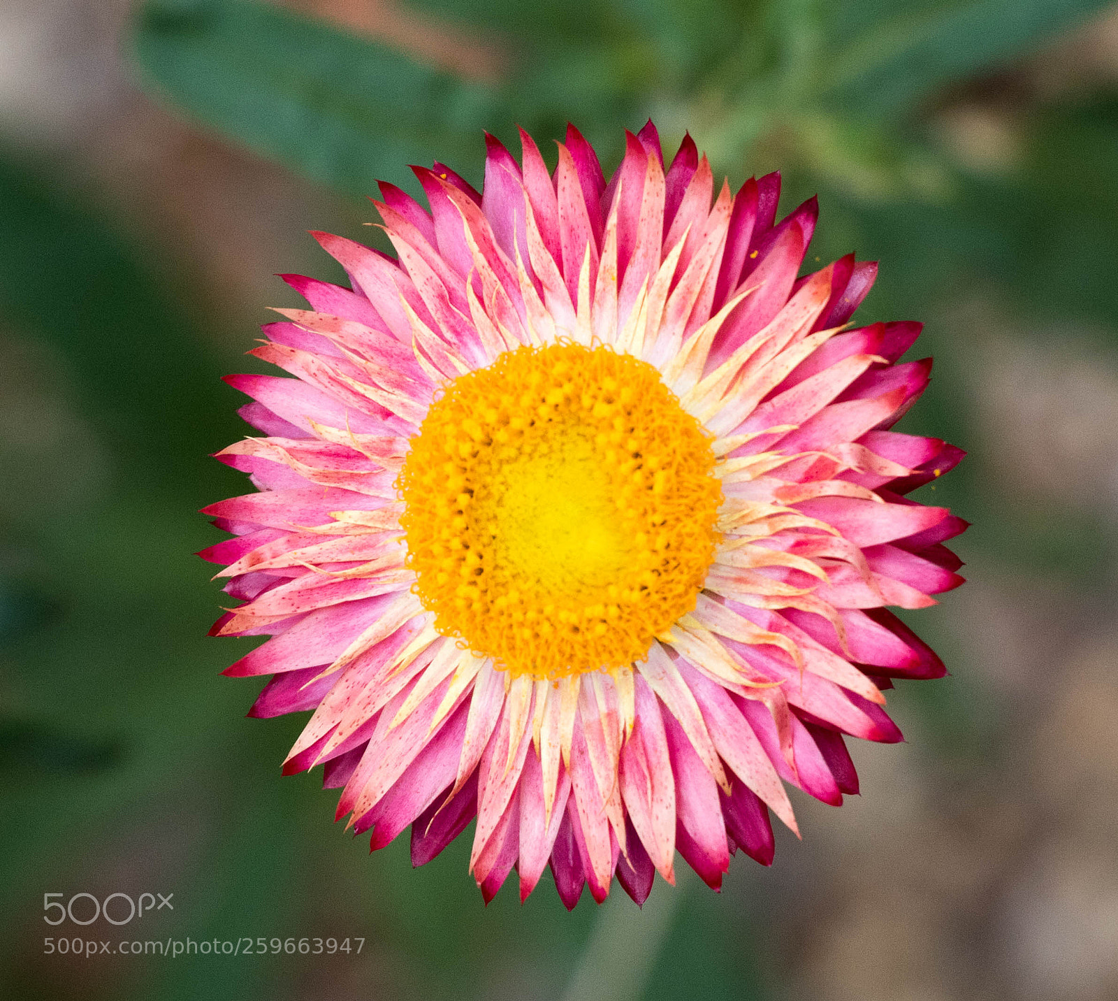Canon EOS 7D Mark II sample photo. Paper daisy photography