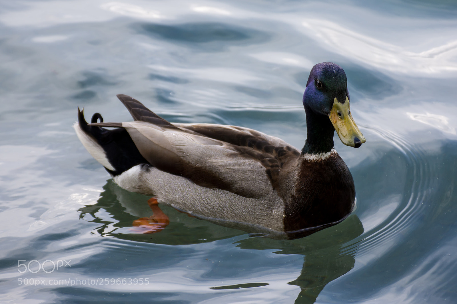 Nikon D7200 sample photo. Duck reflections photography