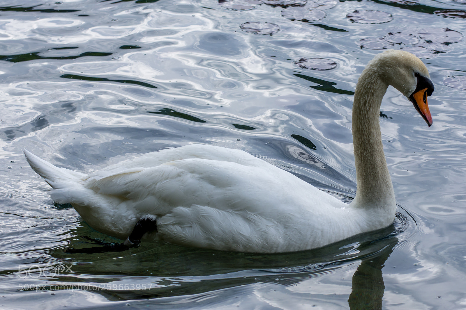 Nikon D7200 sample photo. Swan reflections photography
