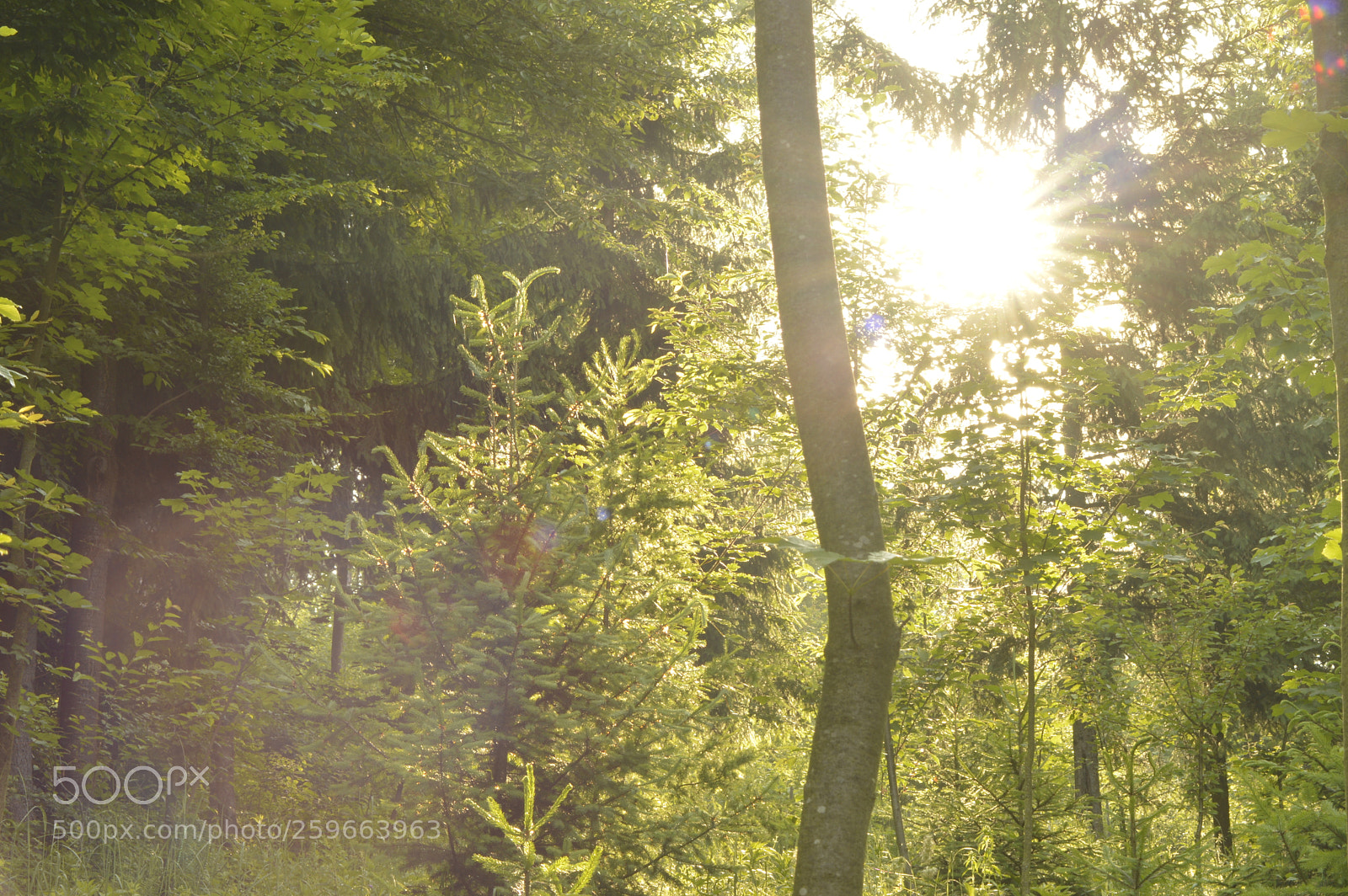 Nikon D3200 sample photo. Sun behind trees photography