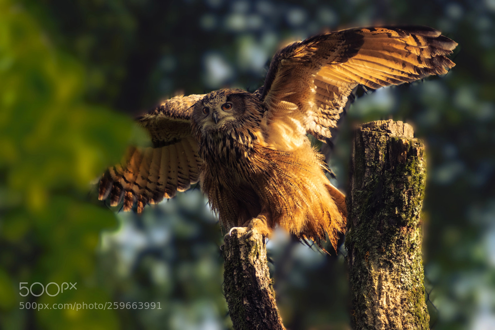 Nikon D810 sample photo. Landing... photography