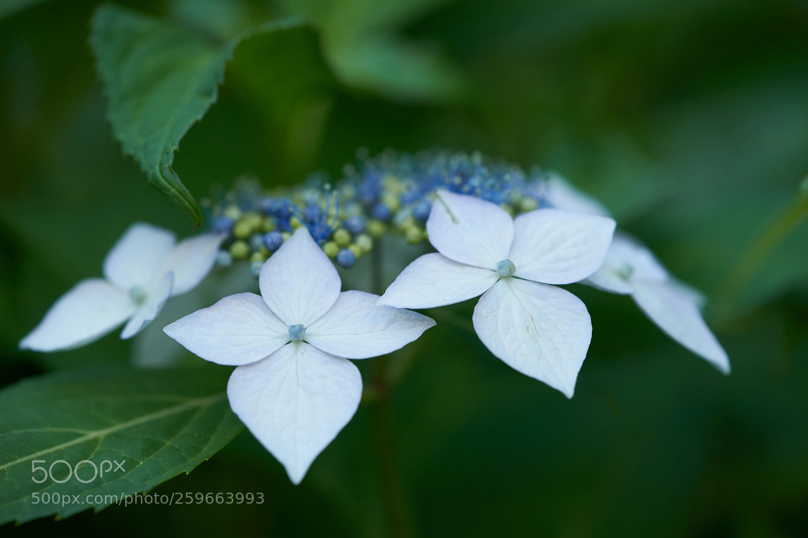 Sony a7 sample photo. Flowers 6671 photography