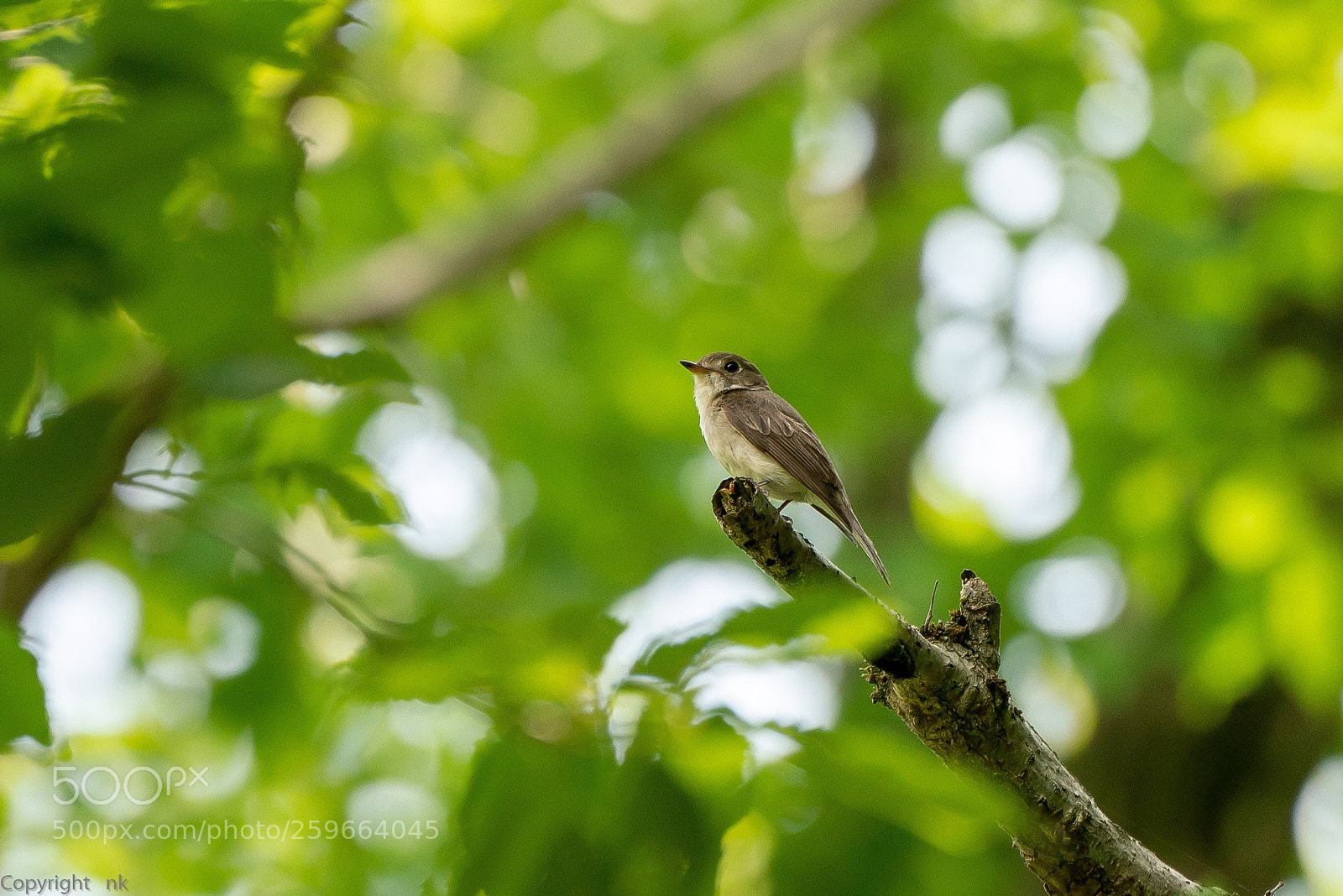 Sony a7R III sample photo. Asian brown flycatcher photography