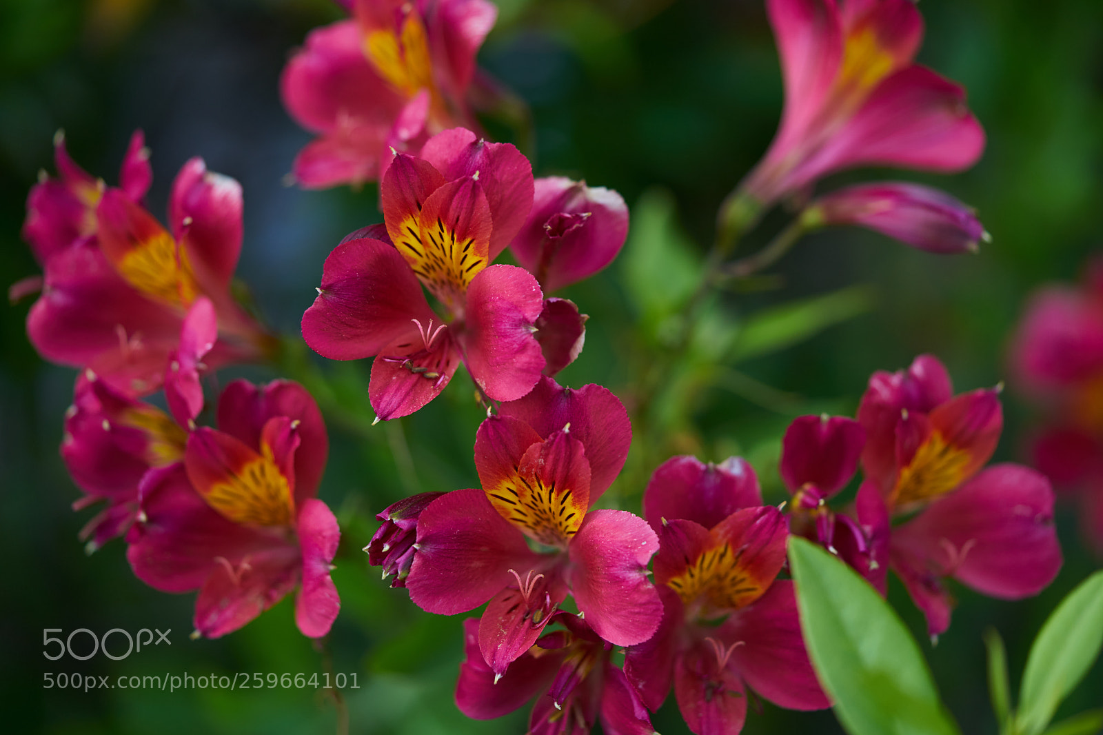 Sony a7 sample photo. Flowers 6672 photography
