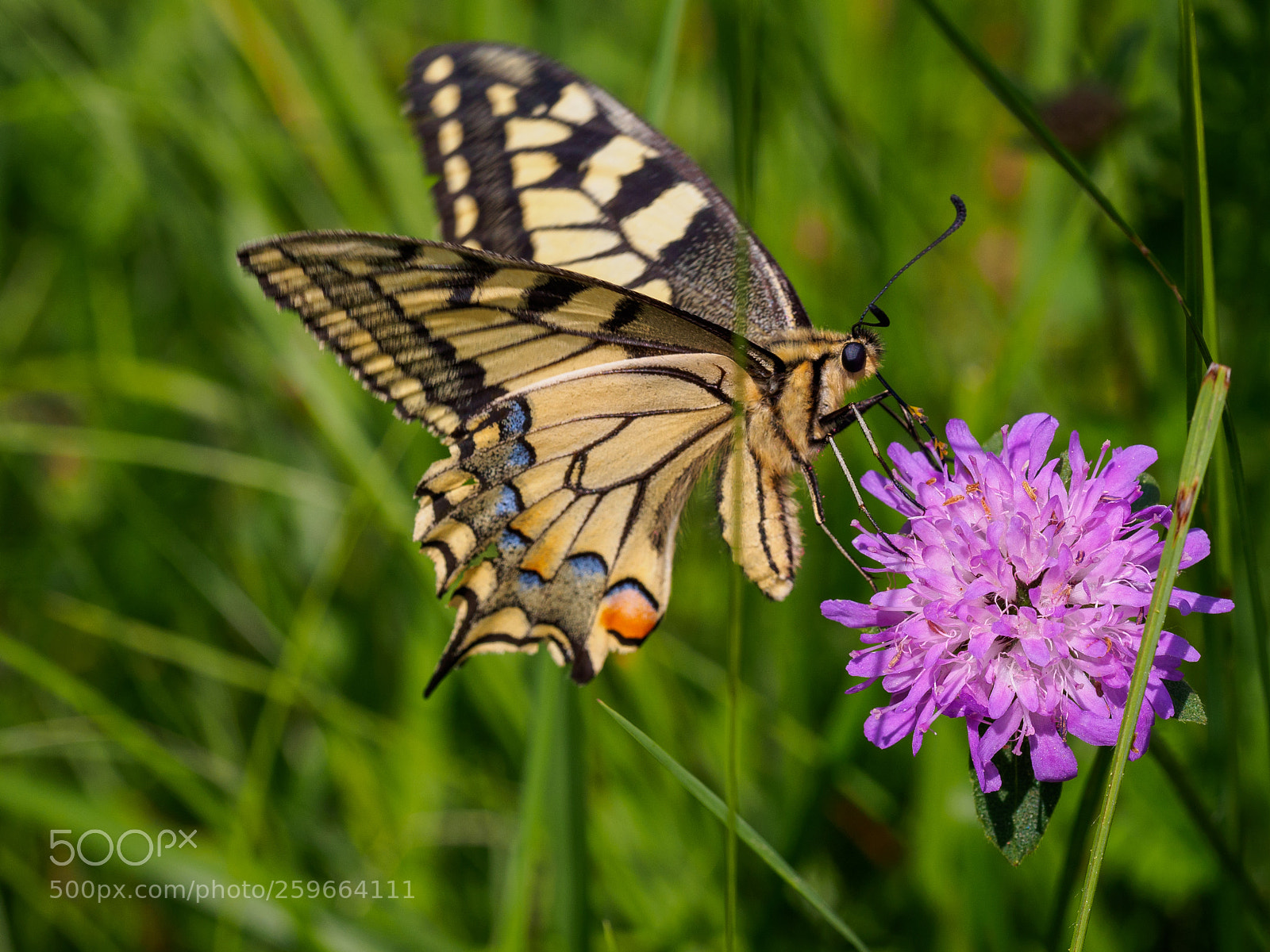 Olympus OM-D E-M5 sample photo. Old world swallowtail butterfly photography
