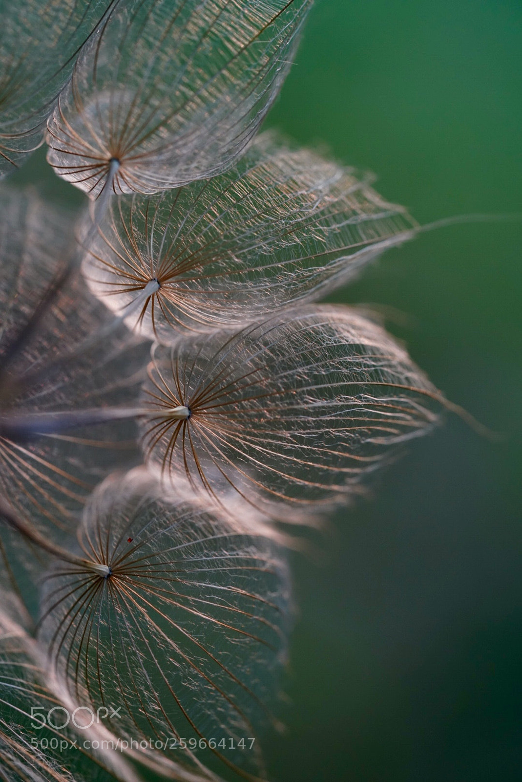 Sony a7R III sample photo. 蒲公英 photography