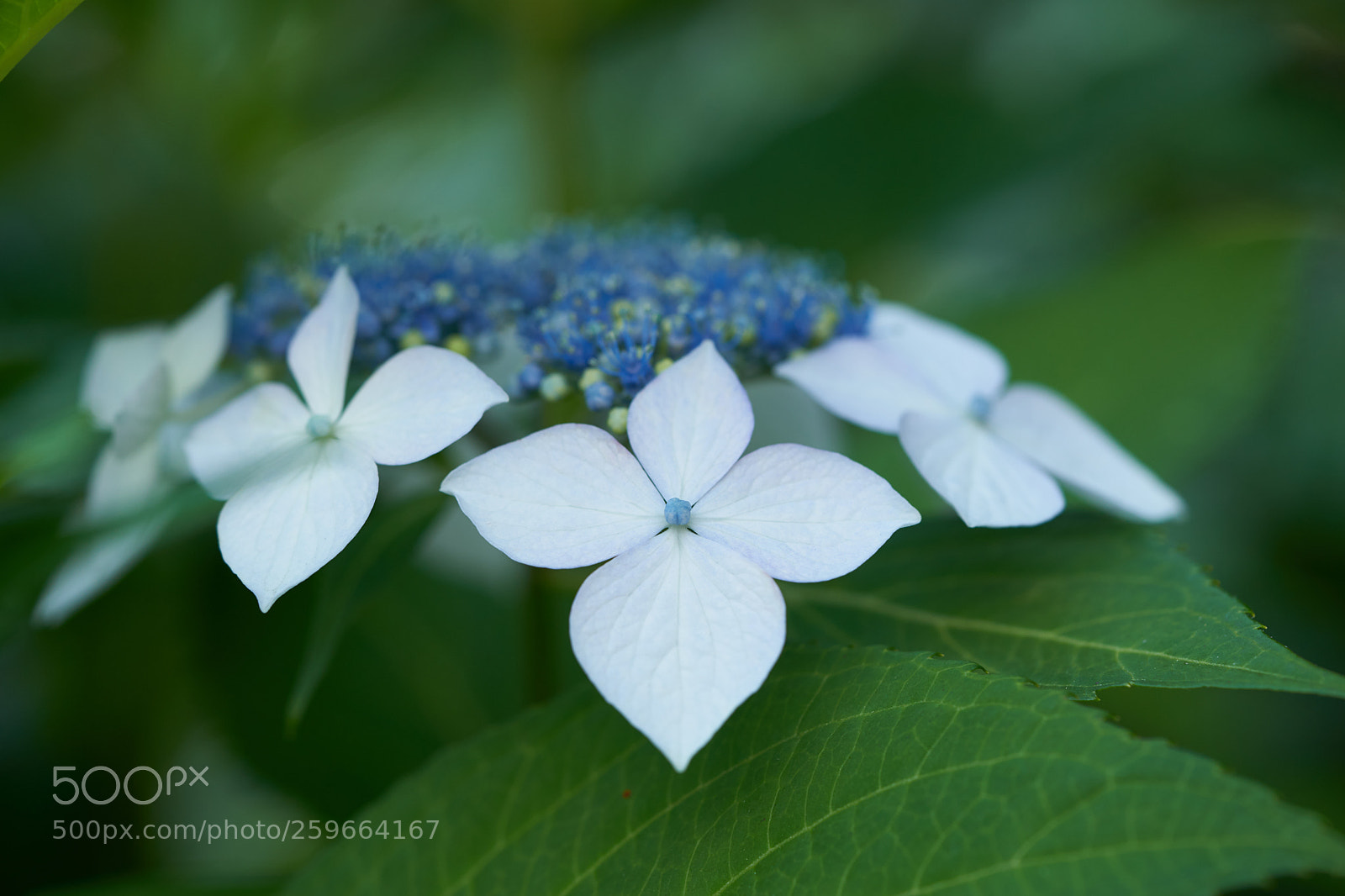 Sony a7 sample photo. Flowers 6673 photography