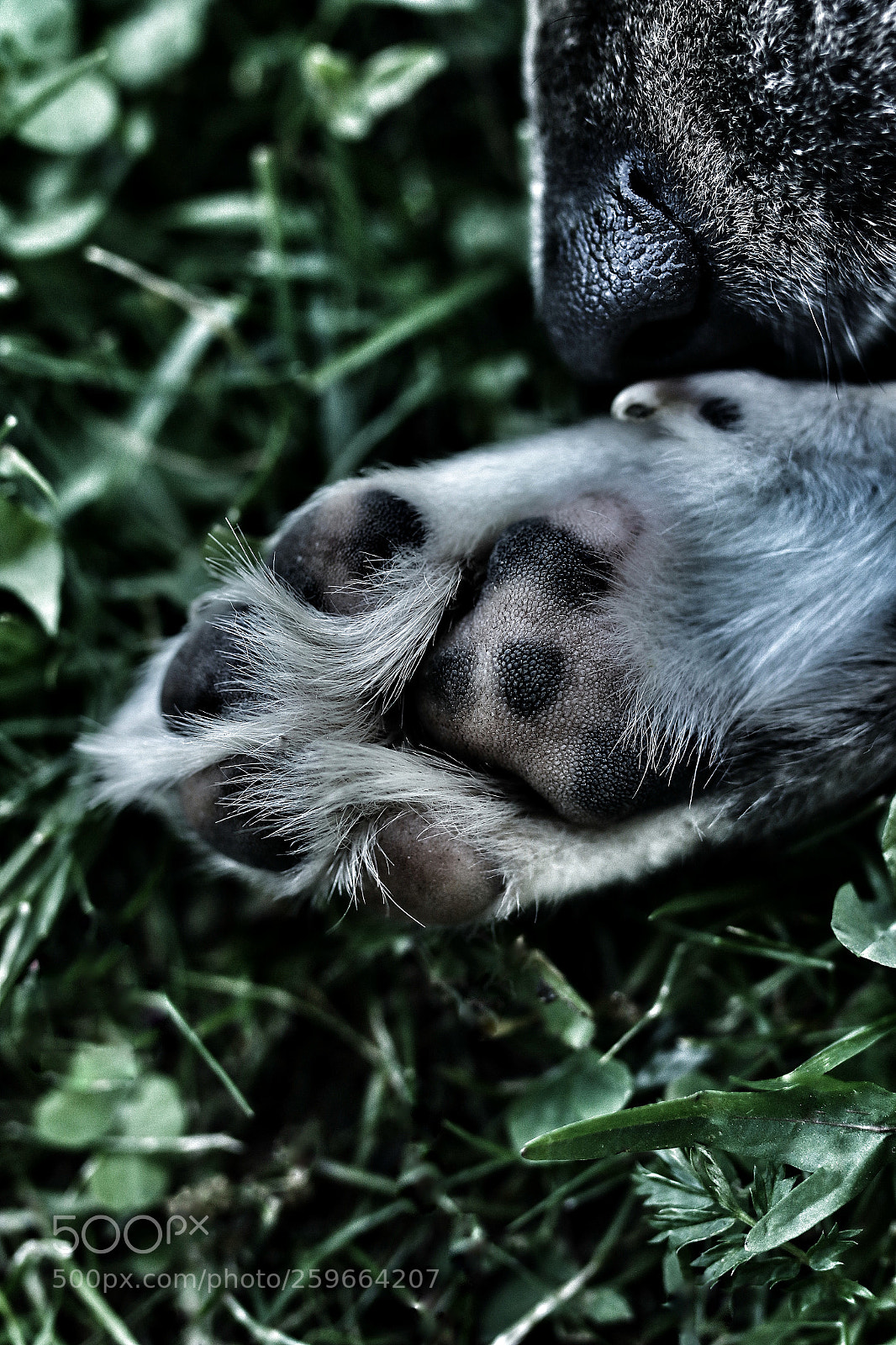 Canon EOS 70D sample photo. Doggy nap photography