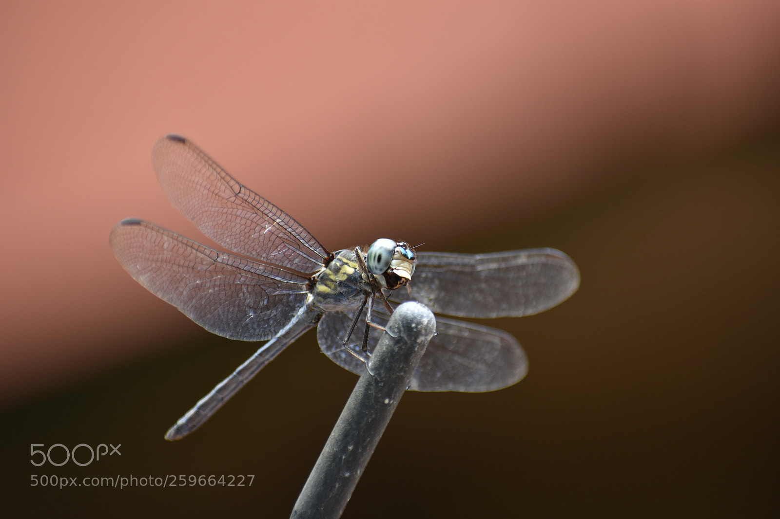 Nikon D3400 sample photo. Dragonfly photography