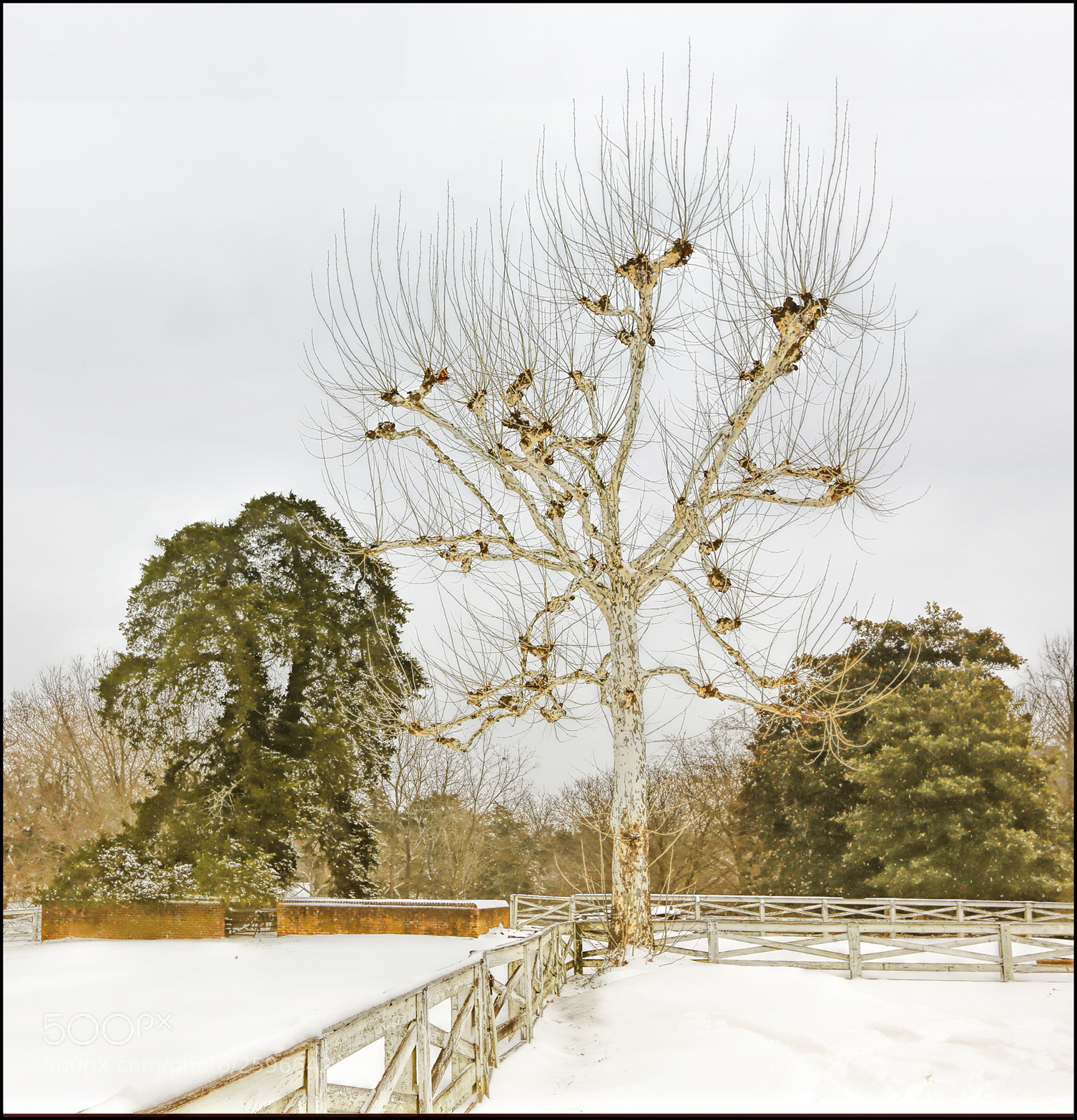 Canon EOS 6D sample photo. Winter trees photography