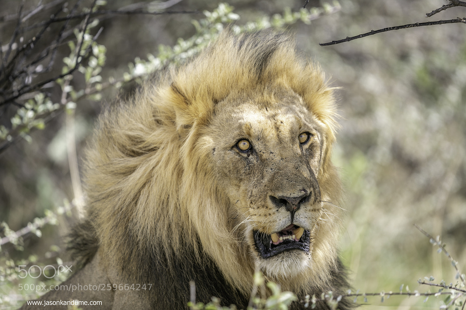Canon EOS-1D X Mark II sample photo. Scary eyes photography