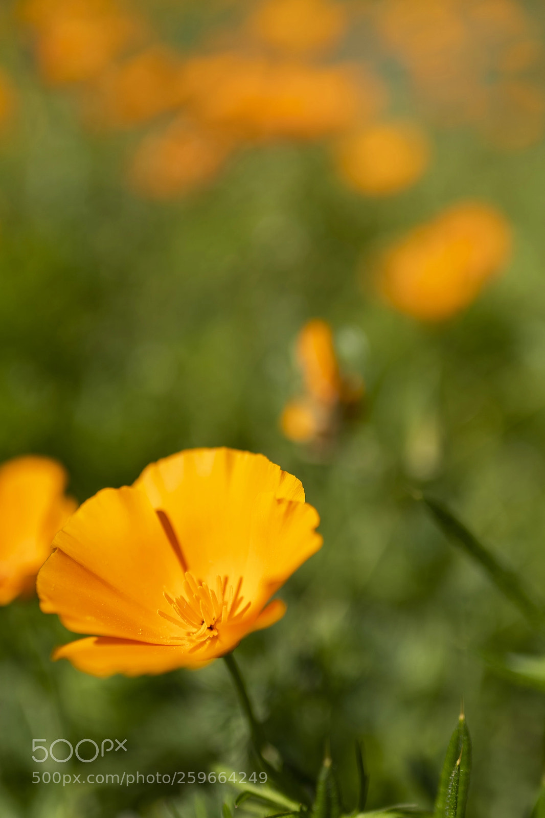 Nikon D850 sample photo. Tanned poppy photography