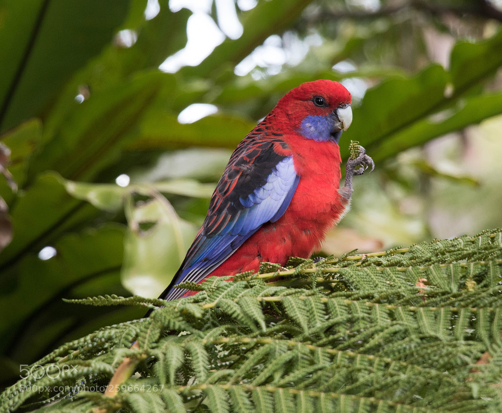 Canon EOS 7D Mark II sample photo. Crimson rosella photography
