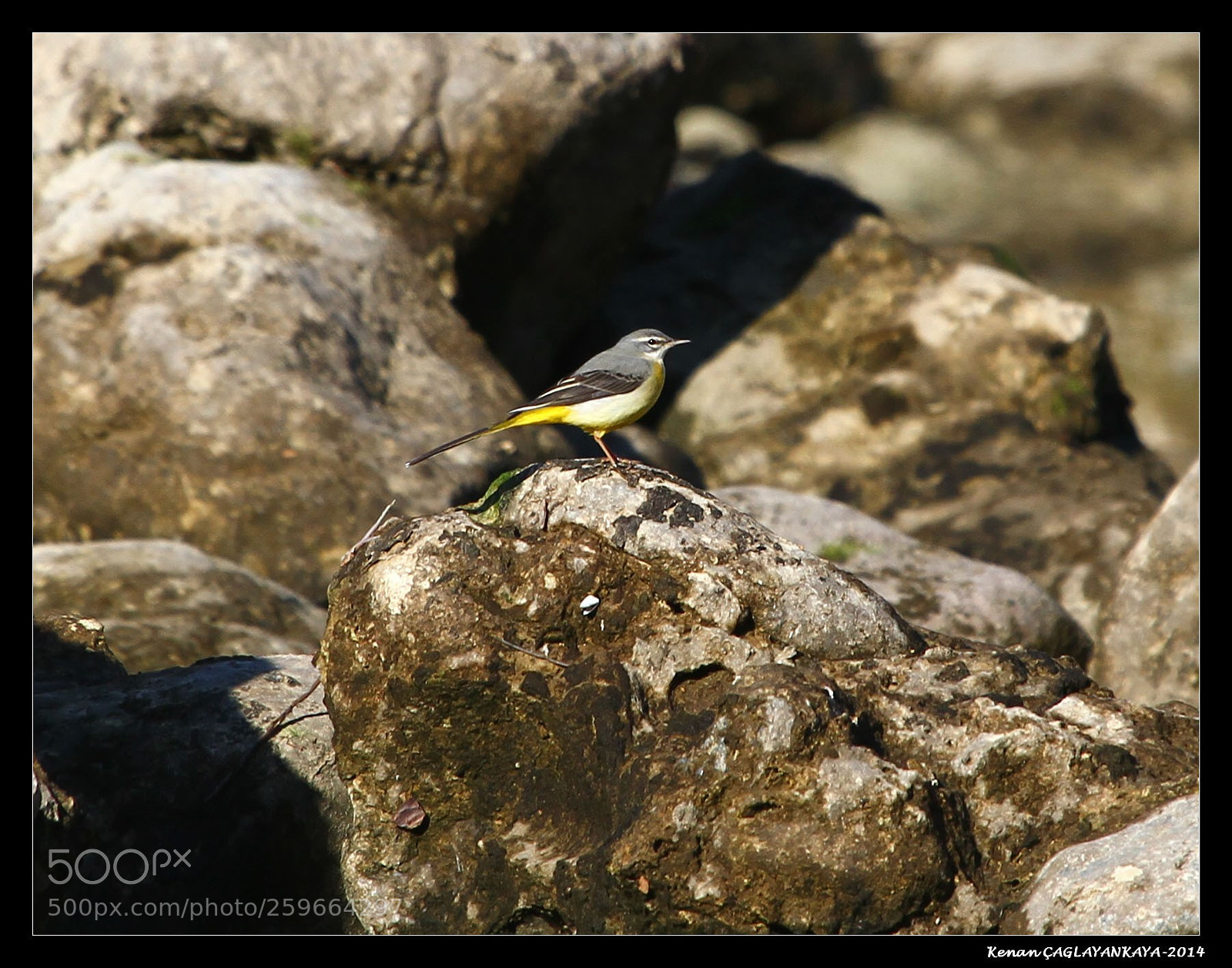 Canon EOS 7D sample photo. Sarı kuyruksallayan photography