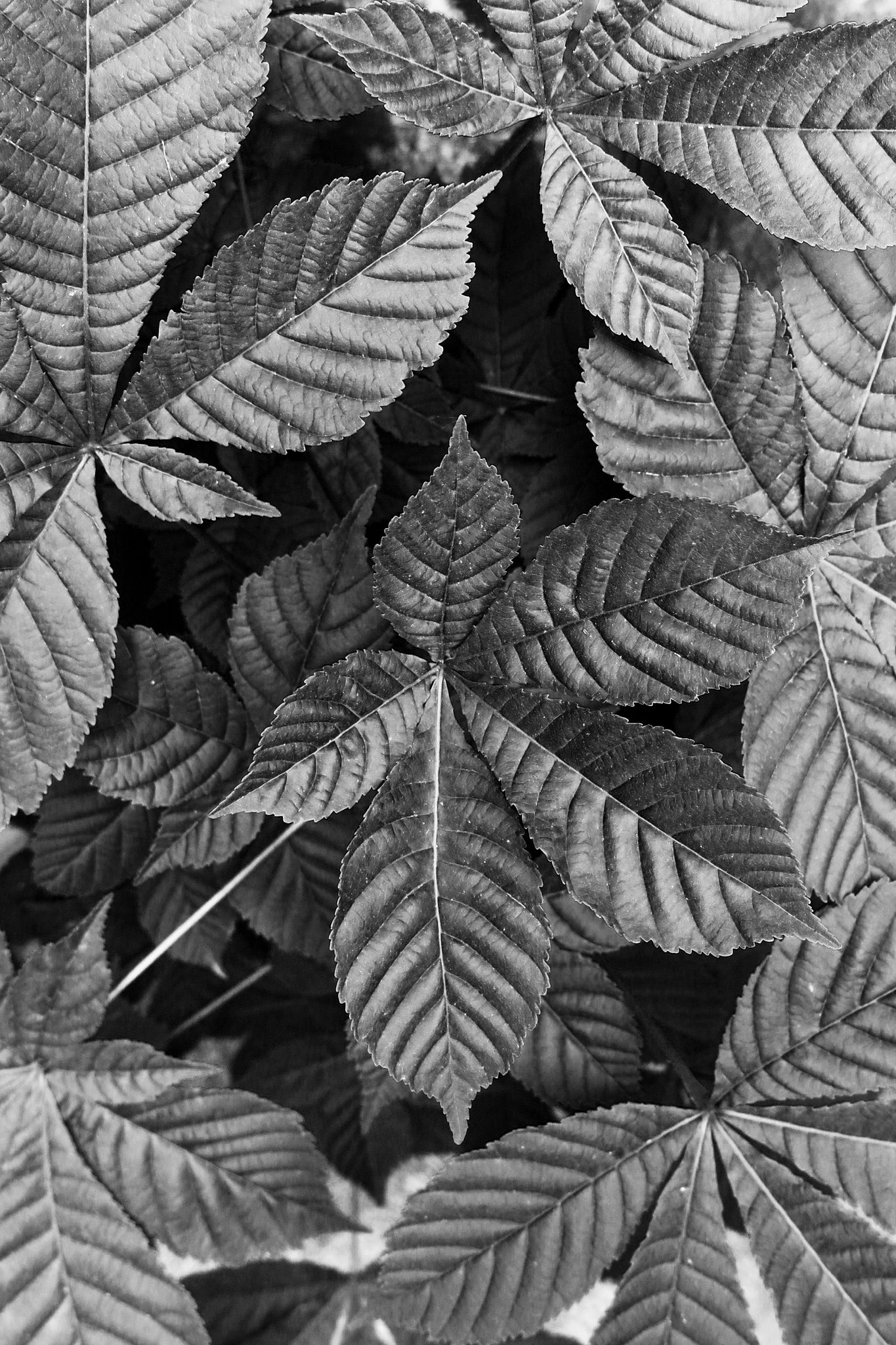 Canon PowerShot G1 X Mark II sample photo. Leaves photography
