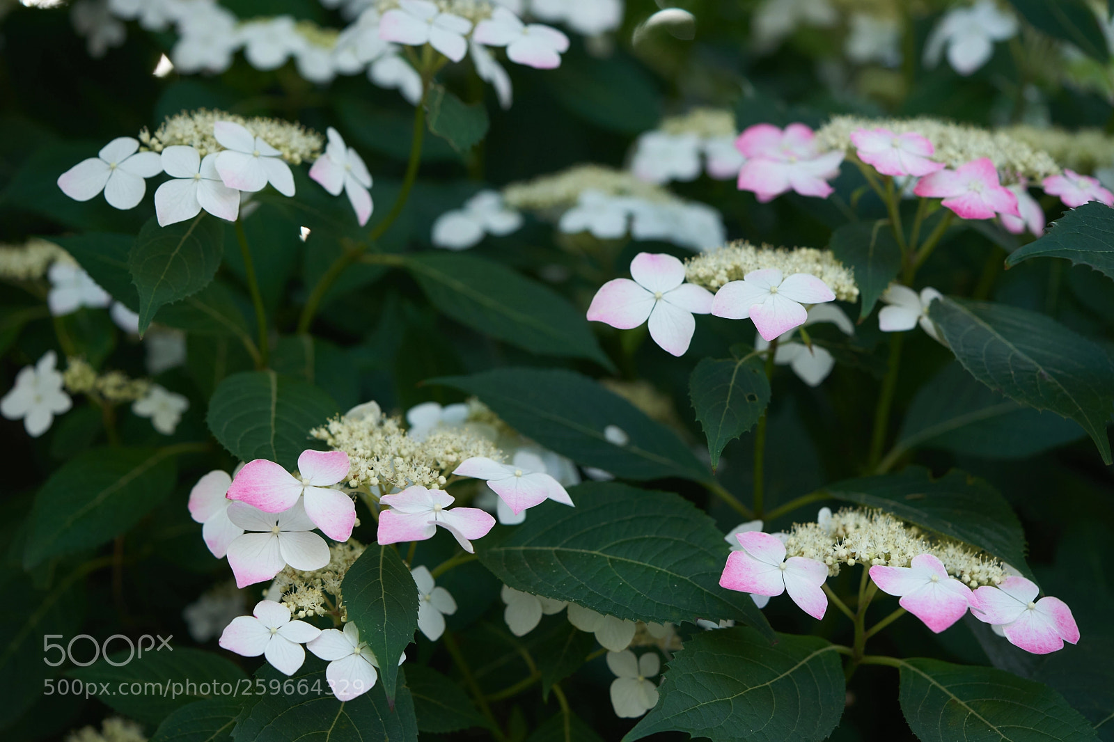 Sony a7 sample photo. Flowers 6675 photography
