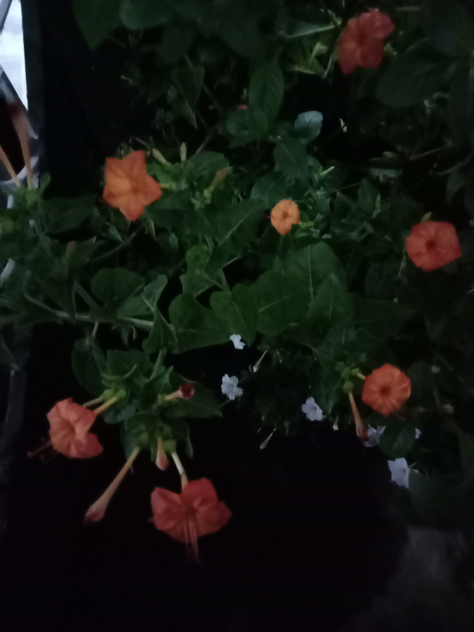 OPPO CPH1729 sample photo. Orange photography
