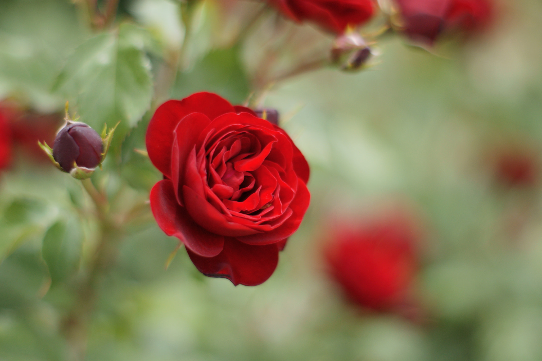 Sony Alpha DSLR-A700 + Sony 50mm F1.4 sample photo. 赤薔薇 photography